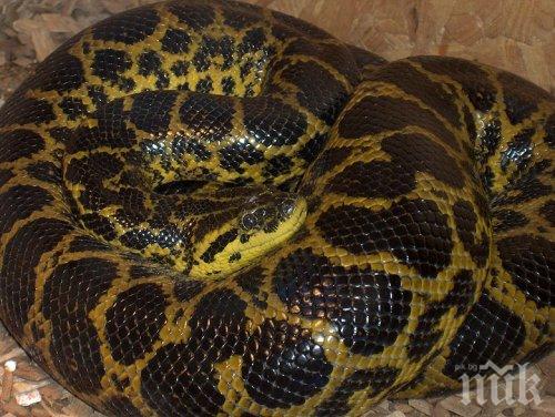 Жълта анаконда и черна мамба ще видят бургаските ученици през ваканцията