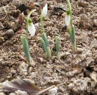 Пролет в началото на февруари – първите кокичета цъфнаха