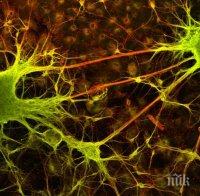 През 2050 година ще сме безсмъртни и ще си говорим с домашните любимци