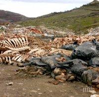 Ужас и смрад в Кърджалийско: Тонове кокали и трупове на животни са стоварени край път между две села (снимка)