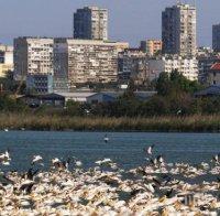 Рекорден брой къдроглави пеликани са наблюдавани в Атанасовското езеро в Бургас