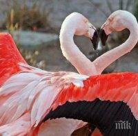 Ято лебеди в Дунав изненада приятно русенци