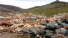 Ужас и смрад в Кърджалийско: Тонове кокали и трупове на животни са стоварени край път между две села (снимка)
