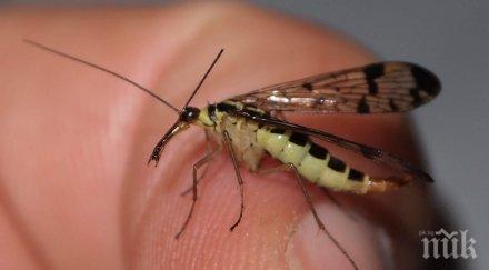 паразитолог лично отношение борбата тигровия комар