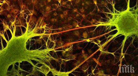 2050 година сме безсмъртни говорим домашните любимци