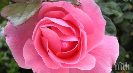 розовото масло търгува 9000 евро кило