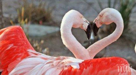 ято лебеди дунав изненада приятно русенци