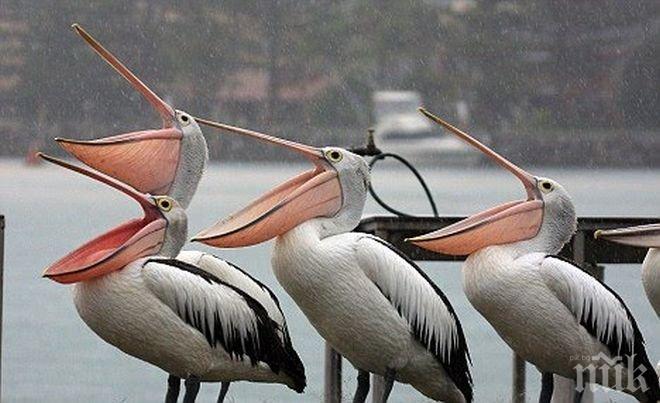 Пеликаните се завръщат в резервата Сребърна