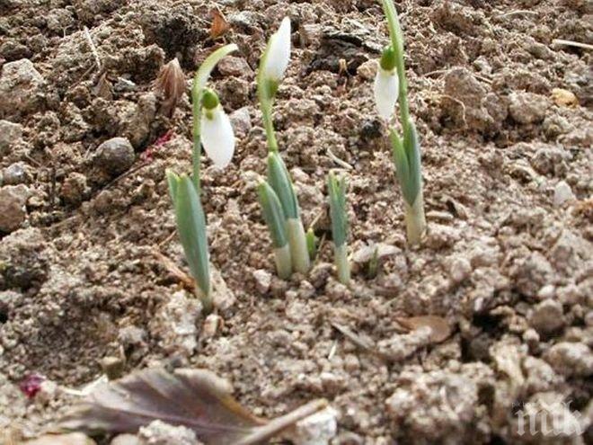 Пролет в началото на февруари – първите кокичета цъфнаха