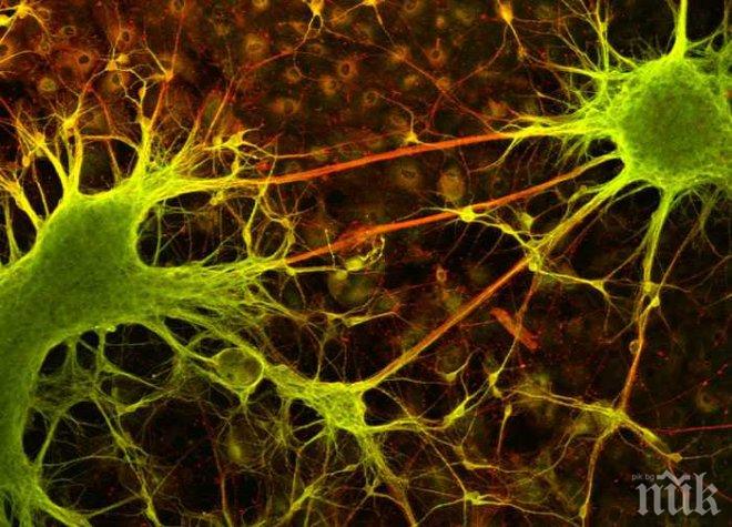 През 2050 година ще сме безсмъртни и ще си говорим с домашните любимци