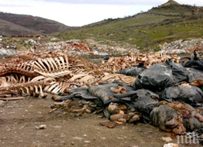 Ужас и смрад в Кърджалийско: Тонове кокали и трупове на животни са стоварени край път между две села (снимка)