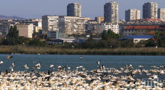 Рекорден брой къдроглави пеликани са наблюдавани в Атанасовското езеро в Бургас
