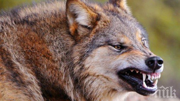 Вълци тормозят петричко село