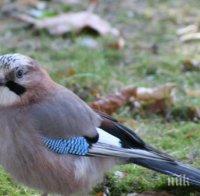 Европейските пойни птици репетират песните си, докато зимуват в Африка

