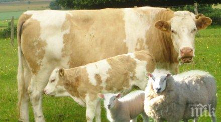 ветеринарните лекари правят прегледи поне веднъж два месеца