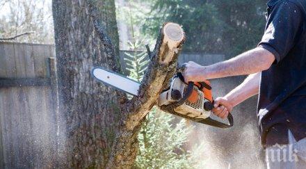 роми поголовно секат дърветата западен парк