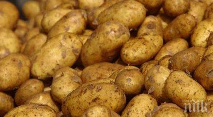 картофи тонове залежават смолянска област