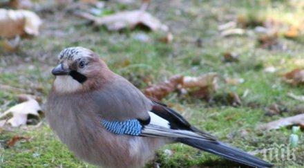 европейските пойни птици репетират песните докато зимуват африка