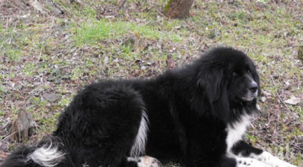 регистрация куче ветеринарният лекар поставя микрочип реши парламентът