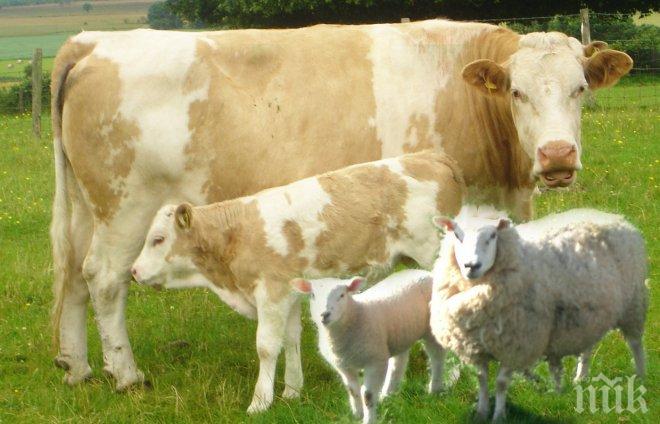 Ветеринарните лекари ще правят прегледи поне веднъж на два месеца