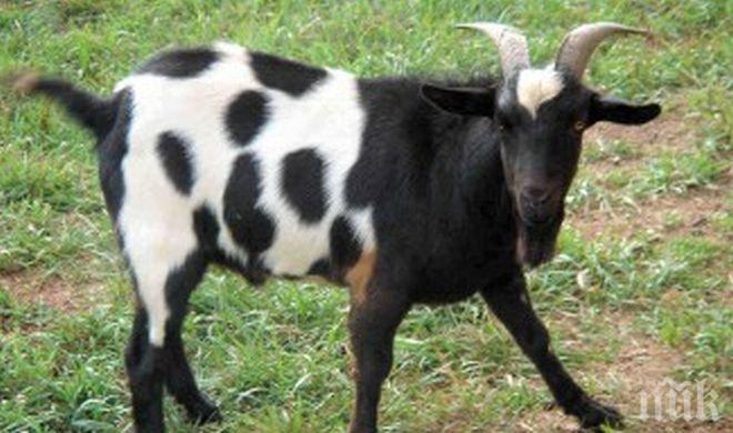 Козел попадна в лечебница заради приятеля си тигър