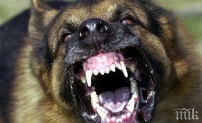 Куче нахапа петокласник в Сандански