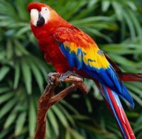 Папагал обра турист