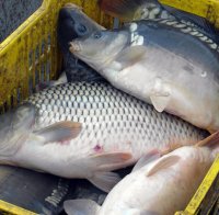 Спипаха румънци, искали да изнесат незаконно риба