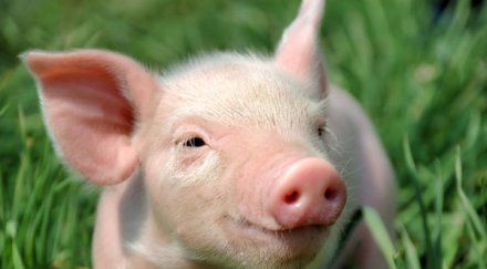 забраняват клането животни двора прасета