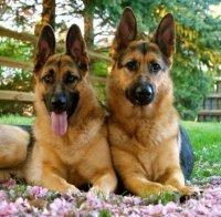 Всяко куче с чип за 40 лева, за котките не е задължително