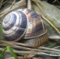 Крем от охлюви заличава бръчките