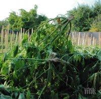 Арестуваха 42-годишен мъж от Митино, укривал 12 килограма канабис в дома си