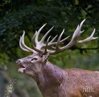 Елен-лопатар предизвика катастрофа на бул.“България“ в Русе