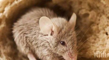 155 годишен капан музеен експонат хванал мишка