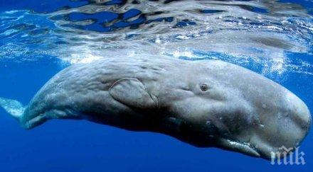 изгубени кашалоти побъркват неправилно хранене