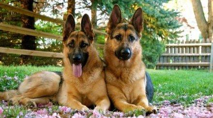 всяко куче чип лева котките задължително