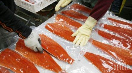 норвежци строят завод обработка сьомга айтос