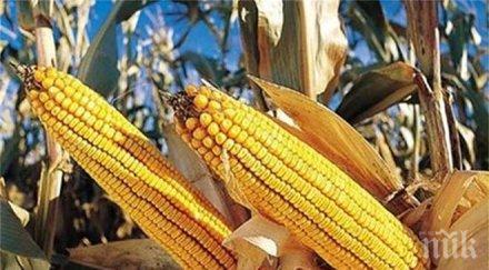 китаец открадна генномодифицирана царевица лежи затвора години