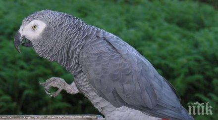 митничари дунав мост спряха контрабанда папагала жако