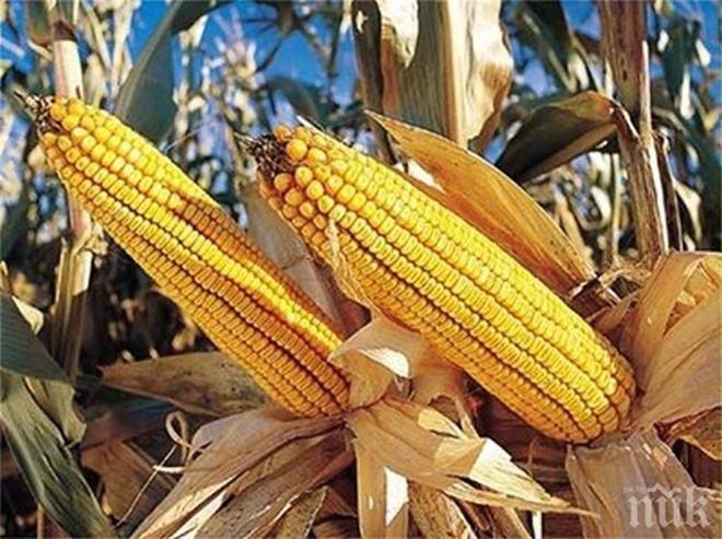 Китаец открадна генномодифицирана царевица, може да лежи в затвора до 10 години