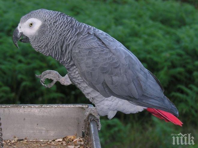 Митничари на Дунав мост 2 спряха контрабанда на 39 папагала жако 