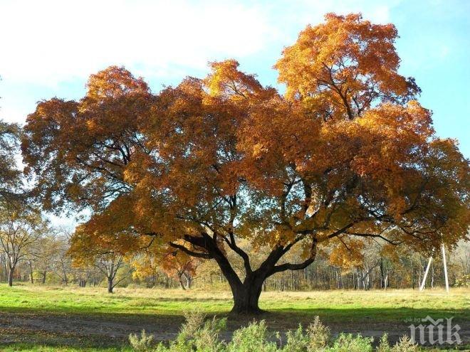 Вижте какво дърво сте според Галския хороскоп