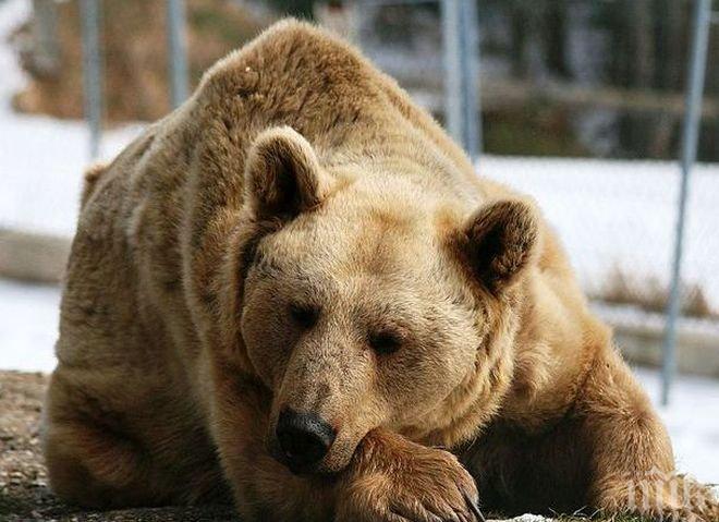 Чревни микроби помагат на мечките да трупат мазнини за зимния сън