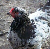 Овладяна е опасността от псевдочума по птиците в Кърджалийско
