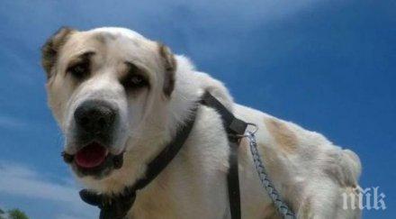 зоолози разкрития паметта кучетата