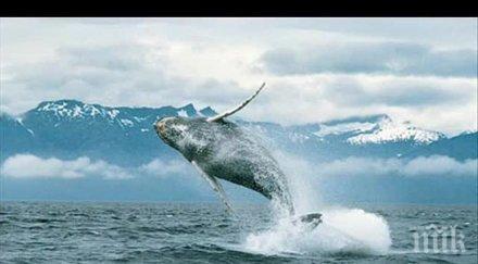 пътнически кораб дрейфува япония сблъсък кит