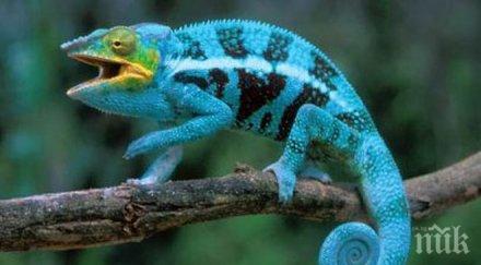 китайски учени показаха робот хамелеон