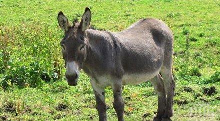 протестиращите гръцки полицаи опитаха вкарат магаре парламента страната