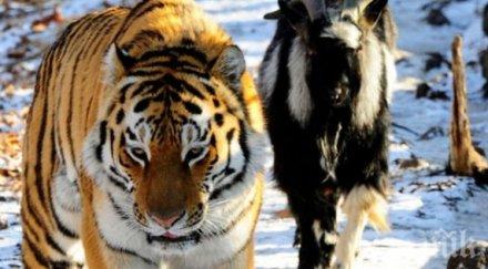 излекуваха козела реши ядосва приятеля тигър