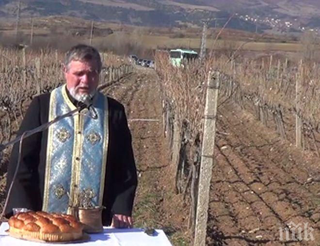 ПИК TV: Боговете слязоха в Илинденци и зарязаха лозята